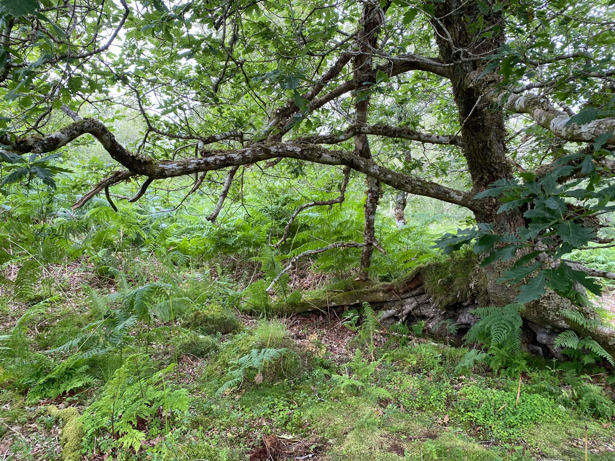 A photo of a rugged tree with leaves and wild plants growing around. Photo (c) 2022 Tim Murray-Browne.