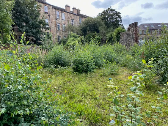 Photo of a derelict plot in Glasgow abundant with green plants. Photo by Tim Murray-Browne.