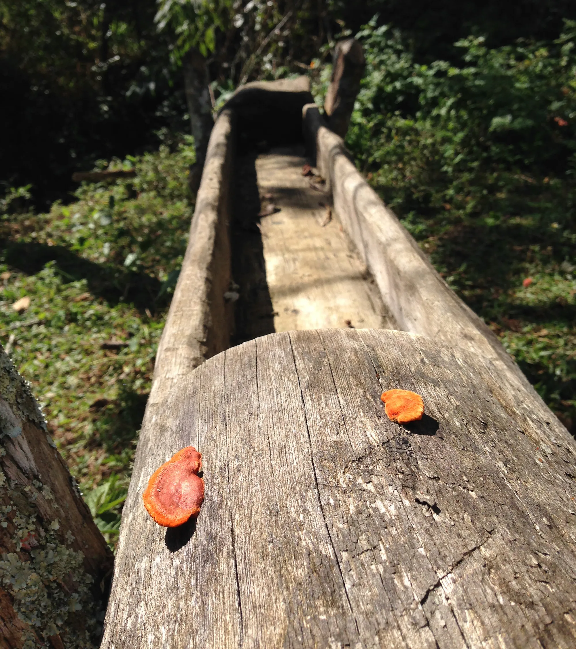 Drift residency researching digital performance and interactive sound: Orange fungus growing on a wooden trough.