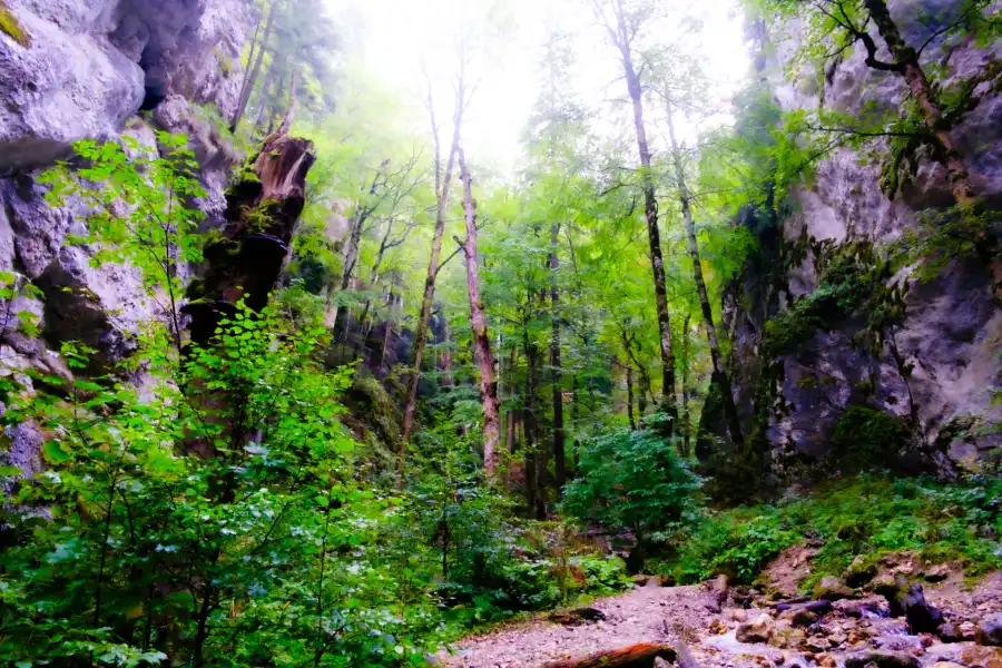 Photo of a gorge between two cliffs with young plants and tall narrow trees growing. Photo (c) 2025 Tim Murray-Browne